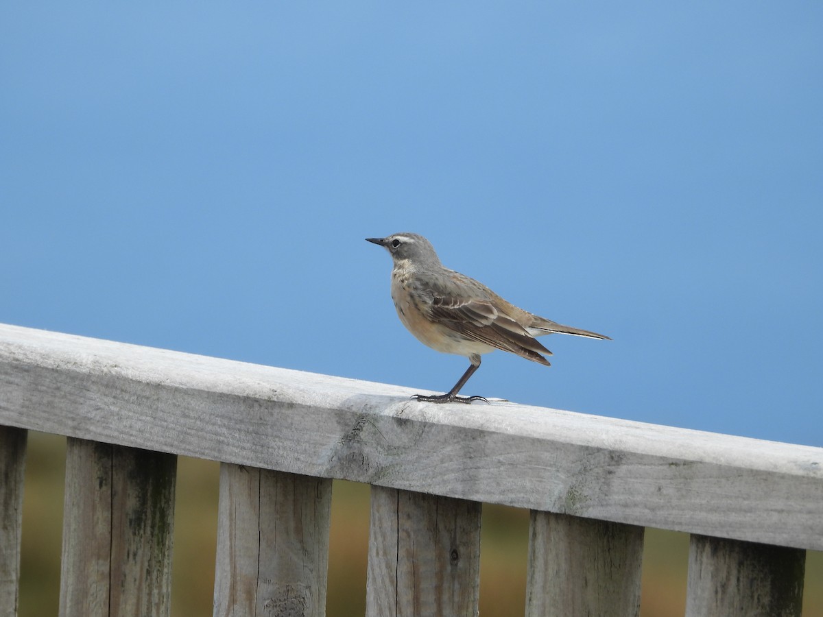Water Pipit - ML617873996