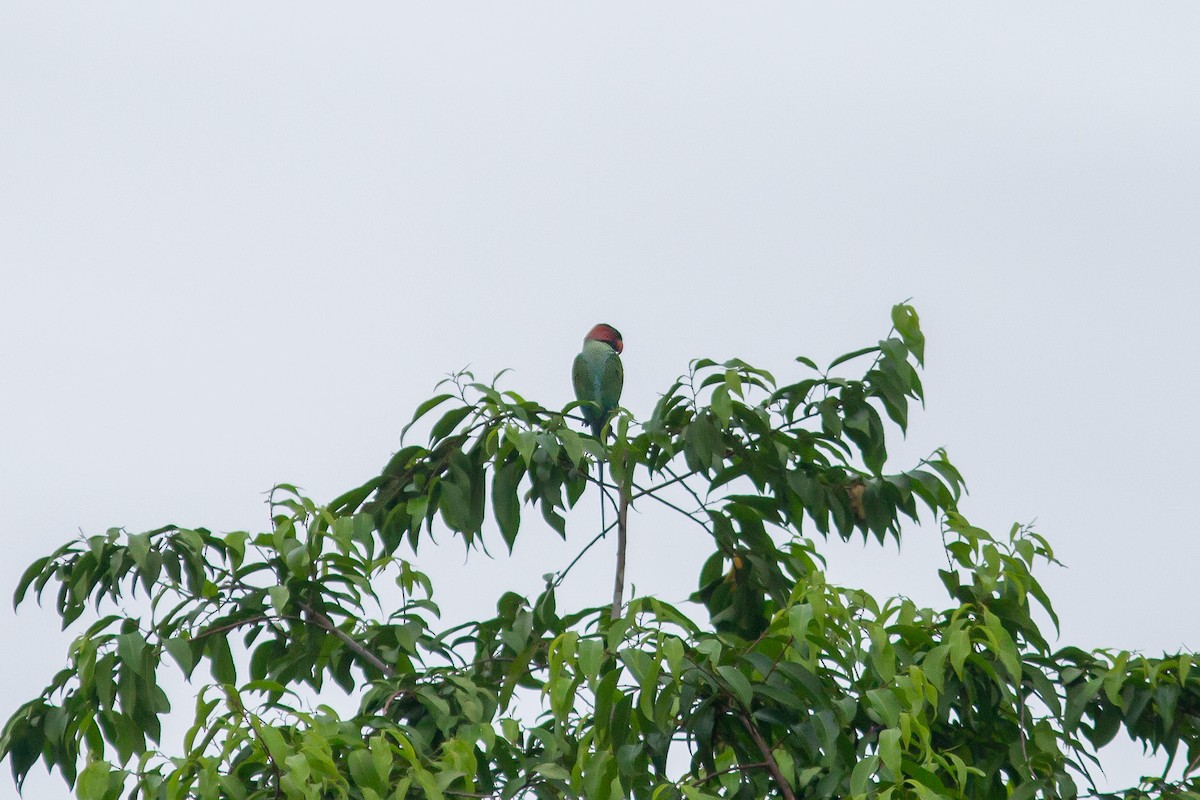 Long-tailed Parakeet - ML617874046