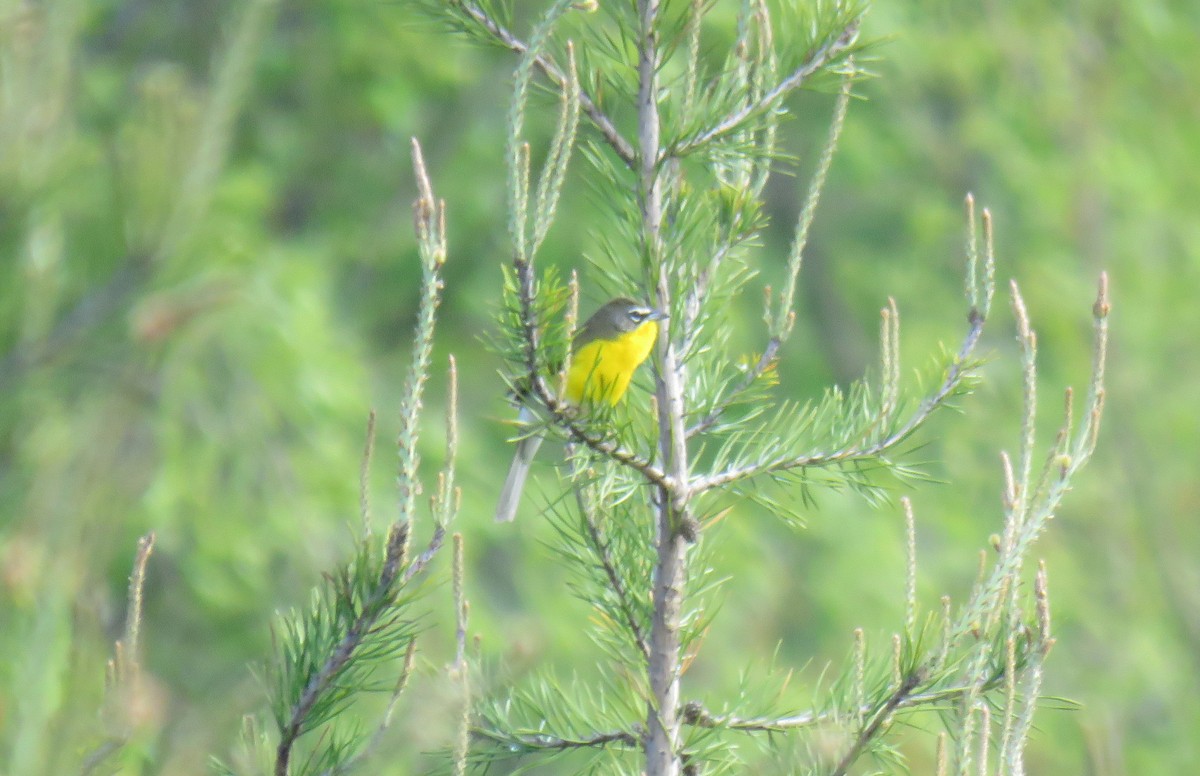 Yellow-breasted Chat - ML617874080