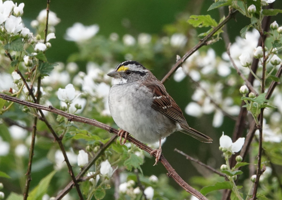 White-throated Sparrow - ML617874133