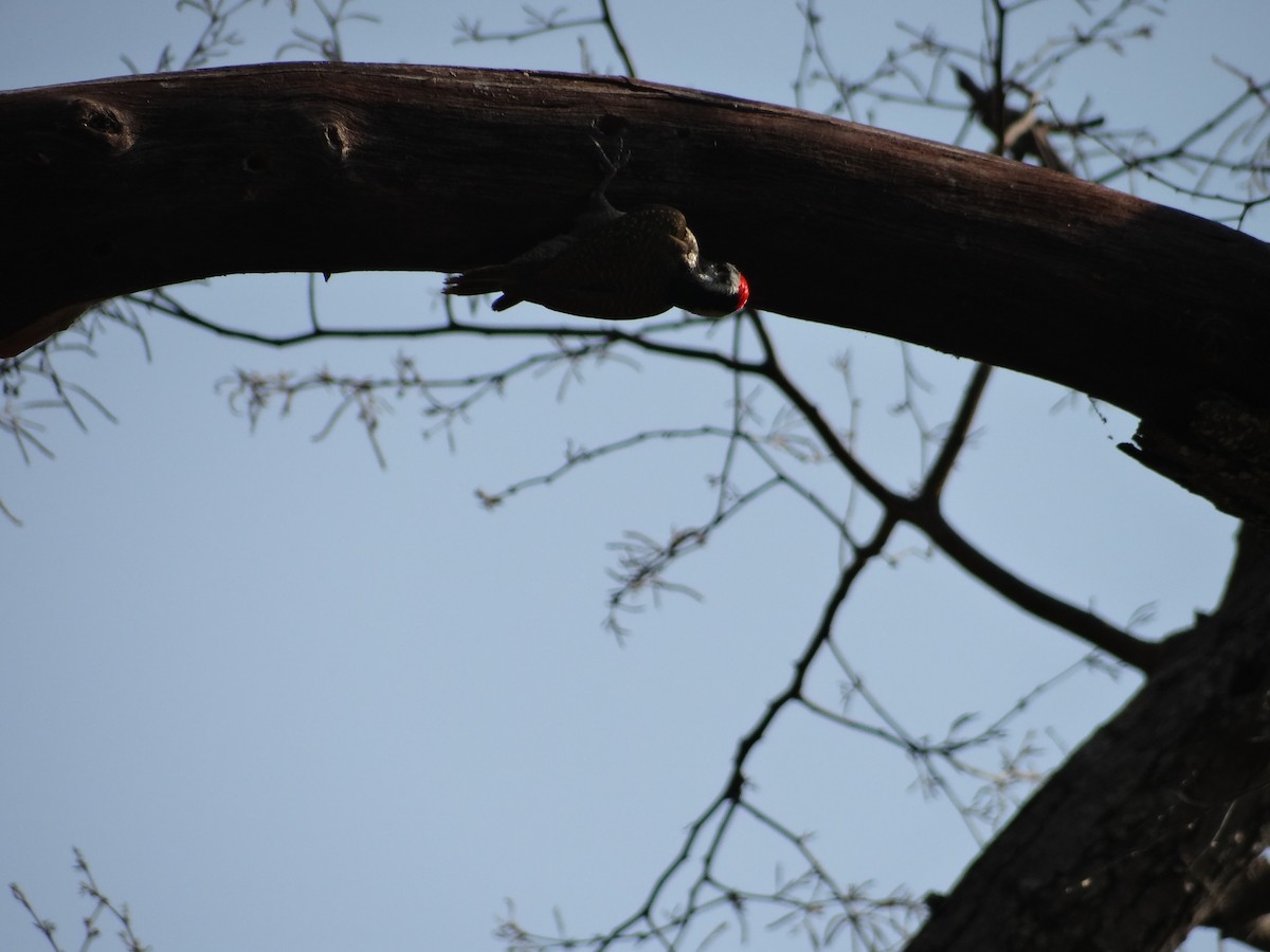 Bearded Woodpecker - ML617874137