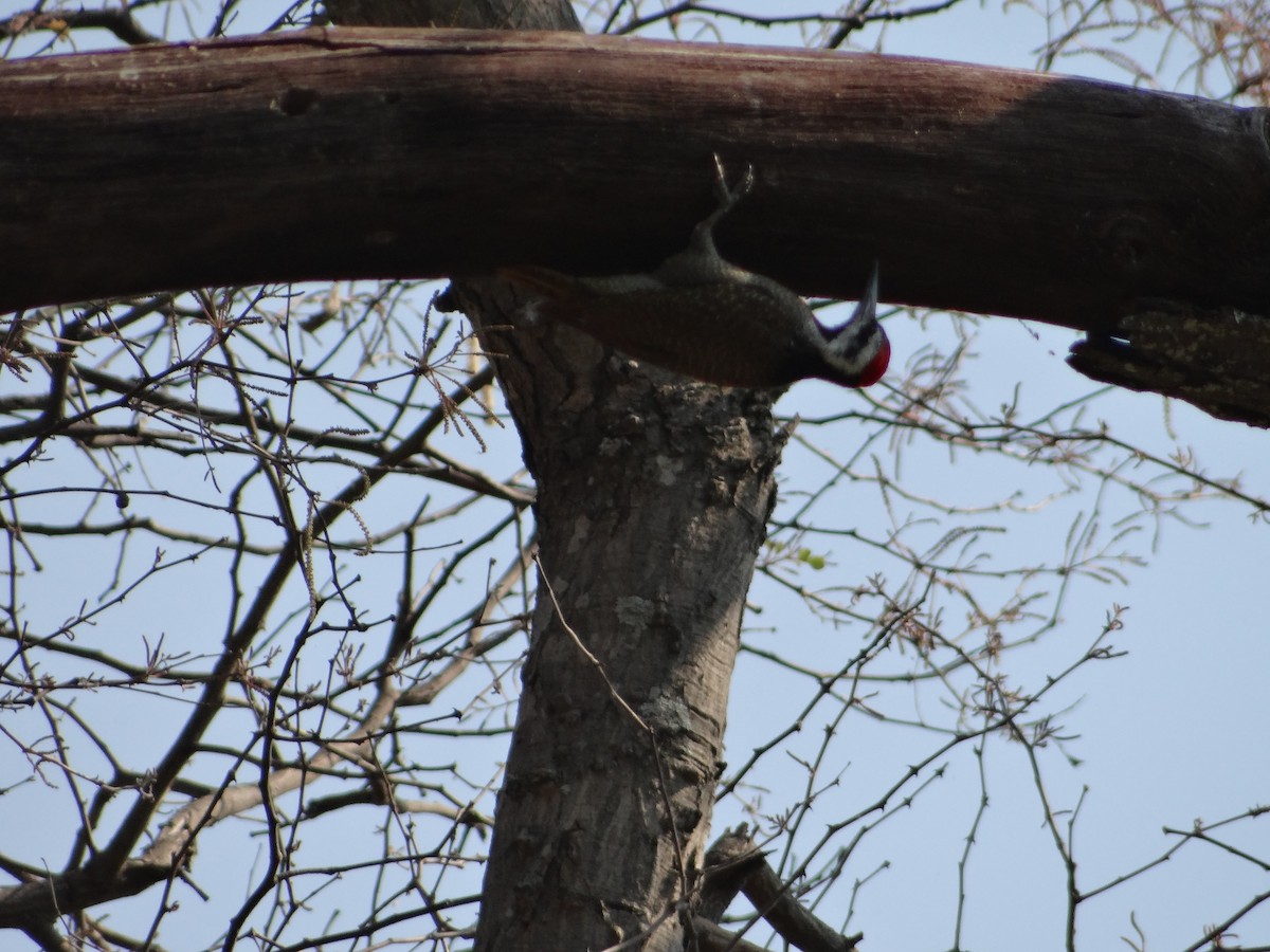 Bearded Woodpecker - ML617874140