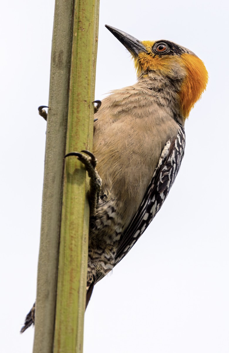 Golden-cheeked Woodpecker - ML617874200