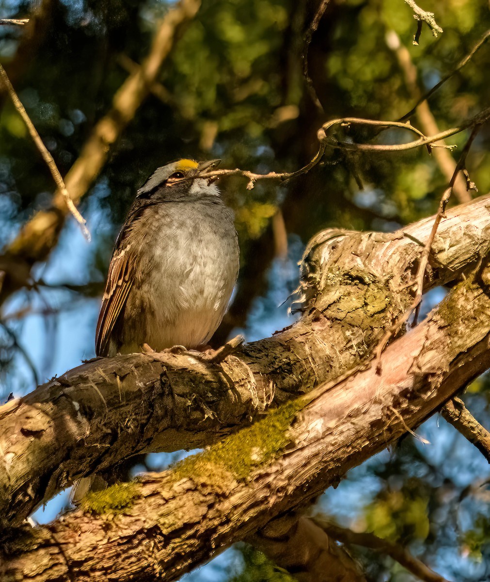 White-throated Sparrow - ML617874204