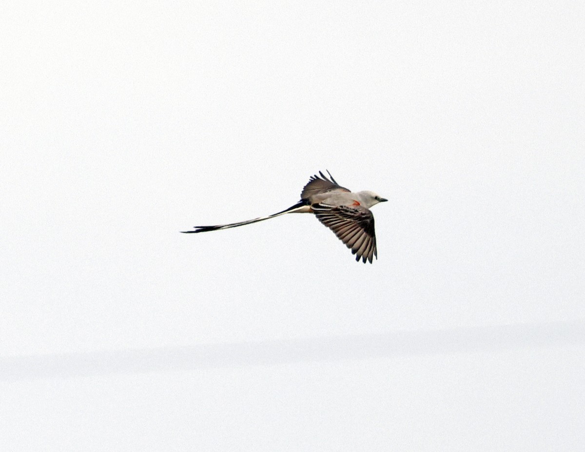 Scissor-tailed Flycatcher - David McQuade