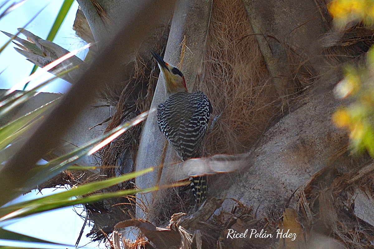 West Indian Woodpecker - RICEL POLÁN HERNÁNDEZ