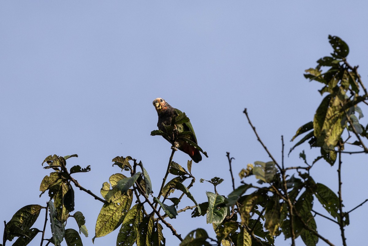 Speckle-faced Parrot - ML617874321