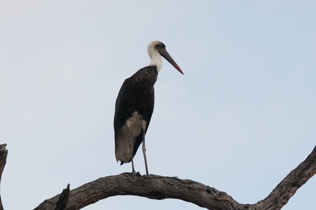 African Woolly-necked Stork - ML617874324