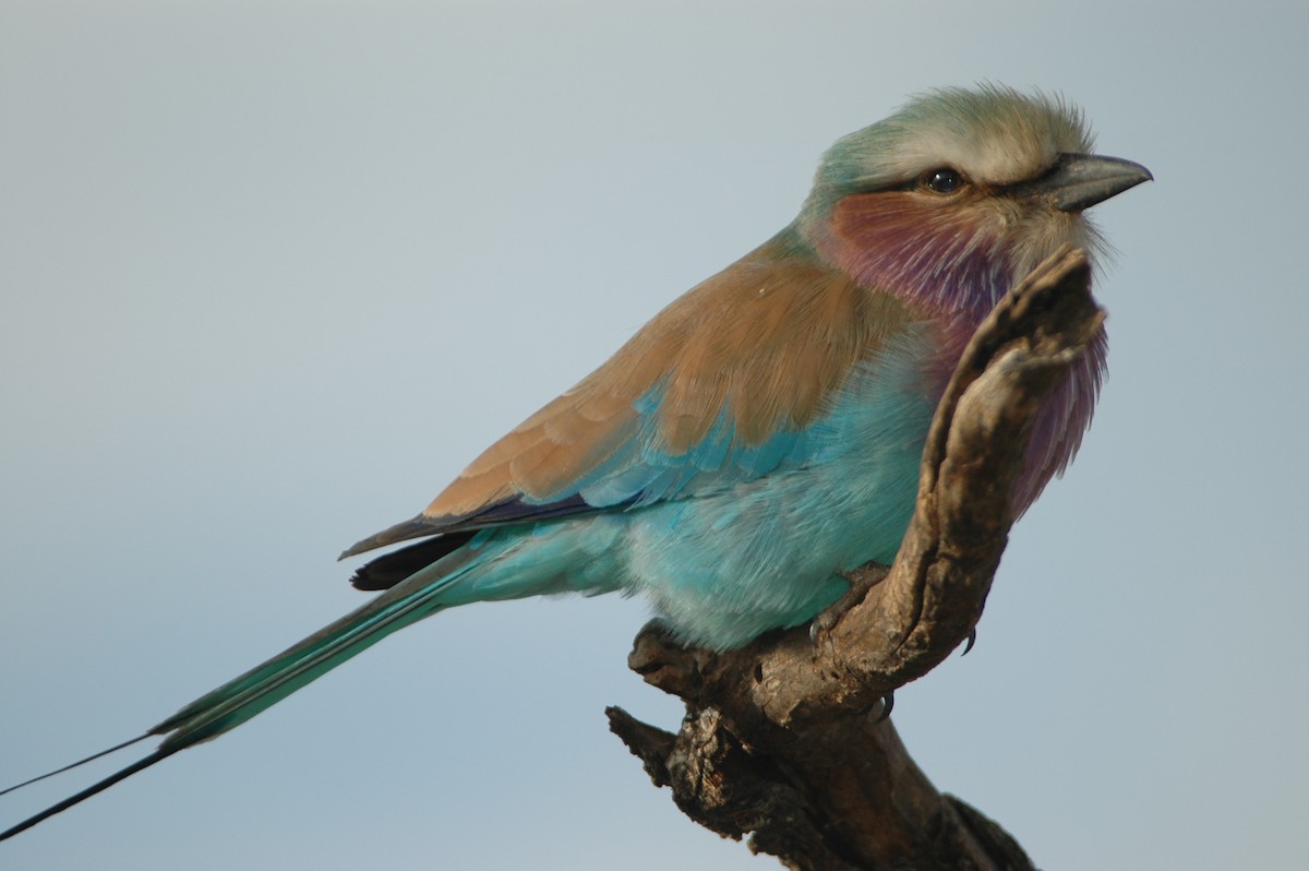 Lilac-breasted Roller - ML617874352