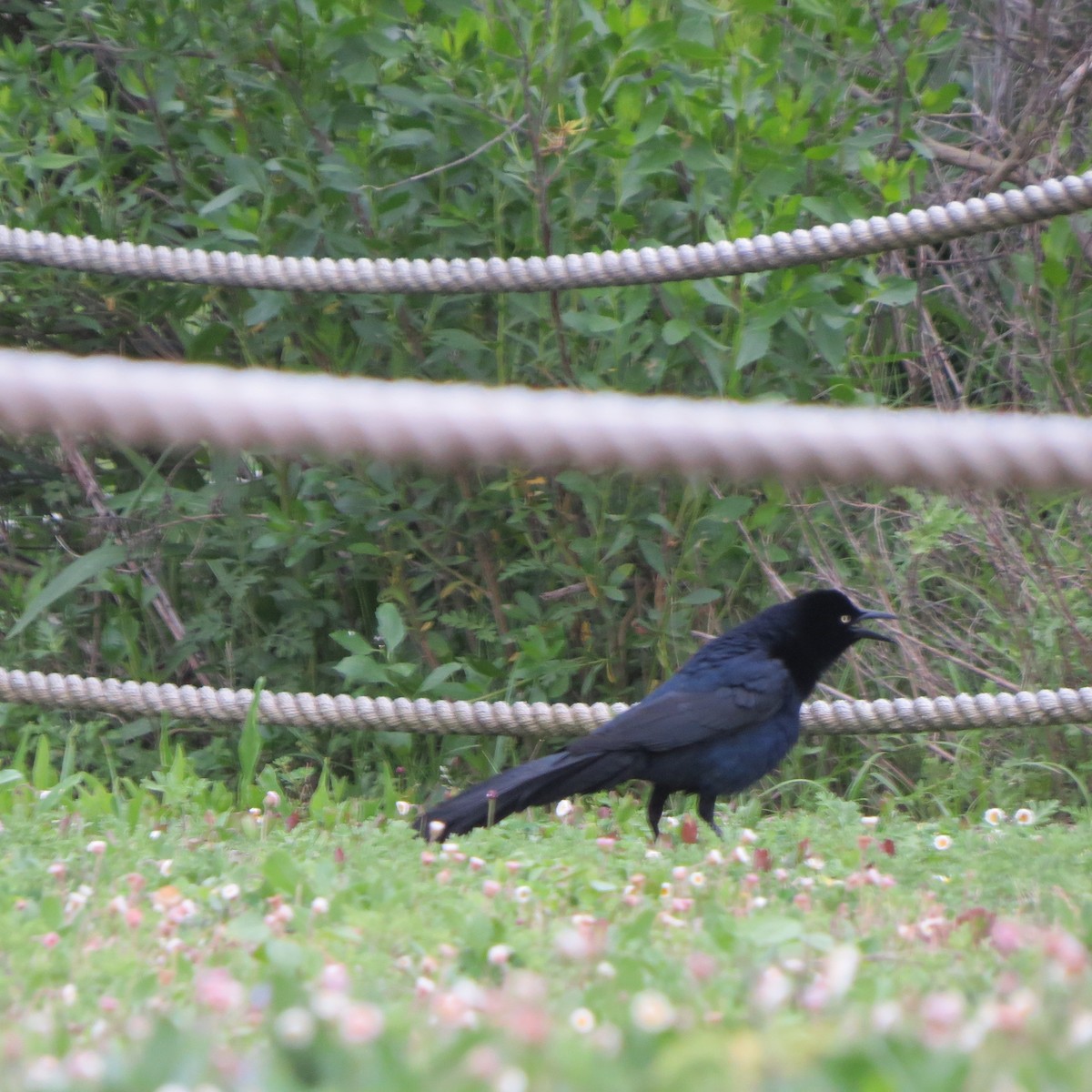 Great-tailed Grackle - ML617874368
