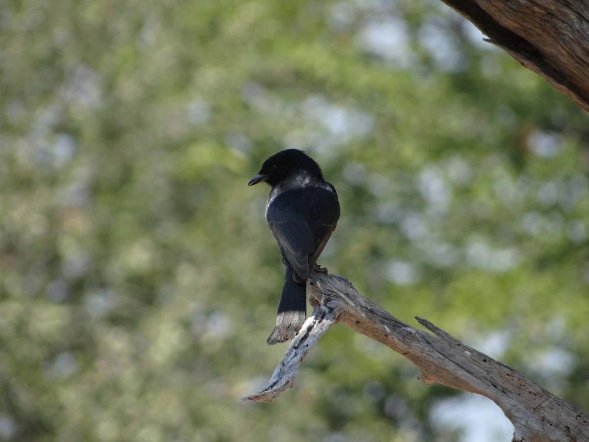 Fork-tailed Drongo - ML617874375