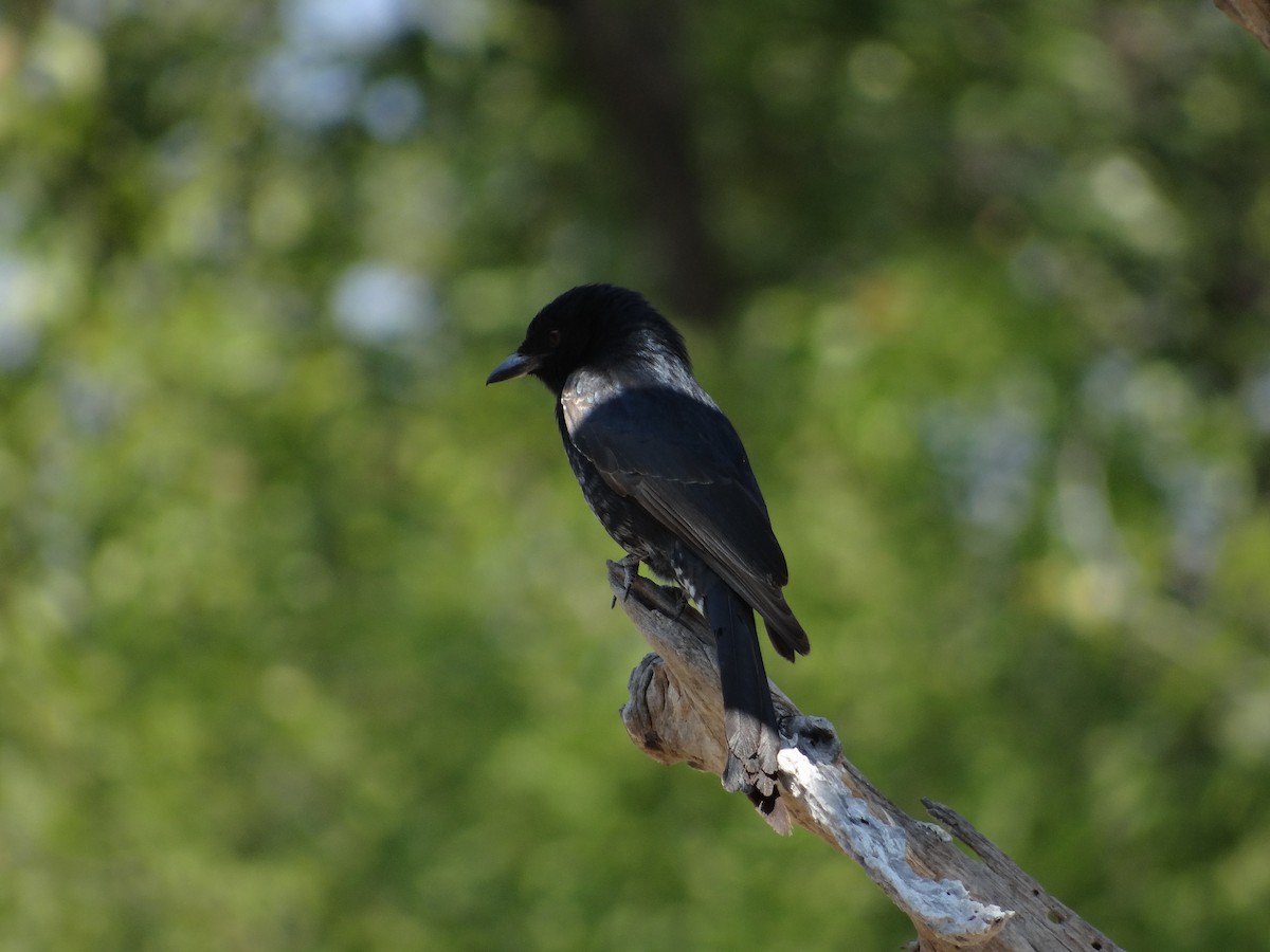 Fork-tailed Drongo - ML617874376
