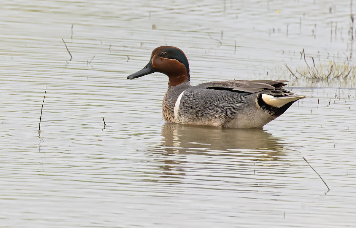 Green-winged Teal - ML617874377