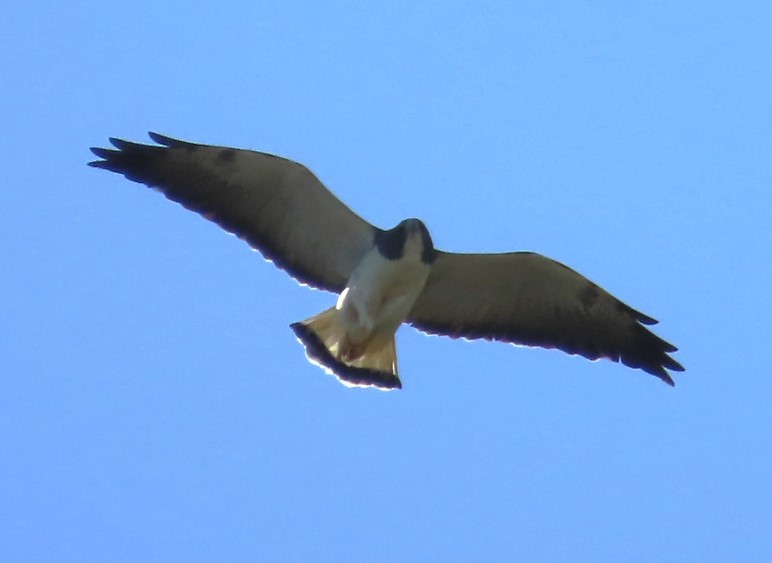 White-tailed Hawk - ML617874397