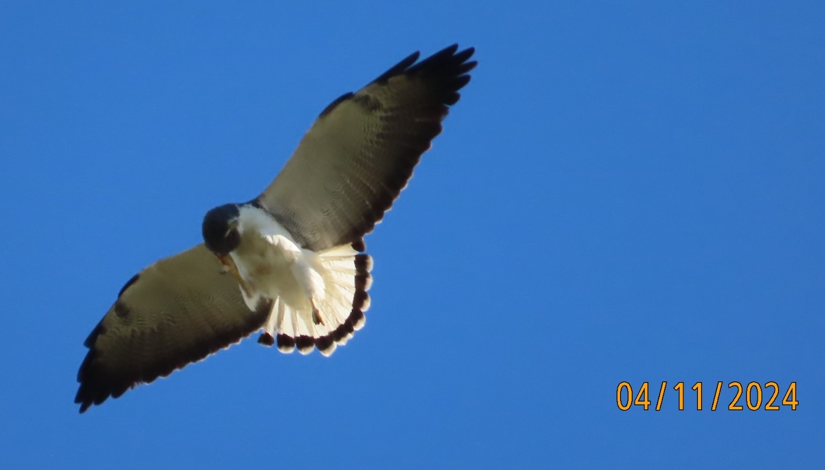 White-tailed Hawk - ML617874405