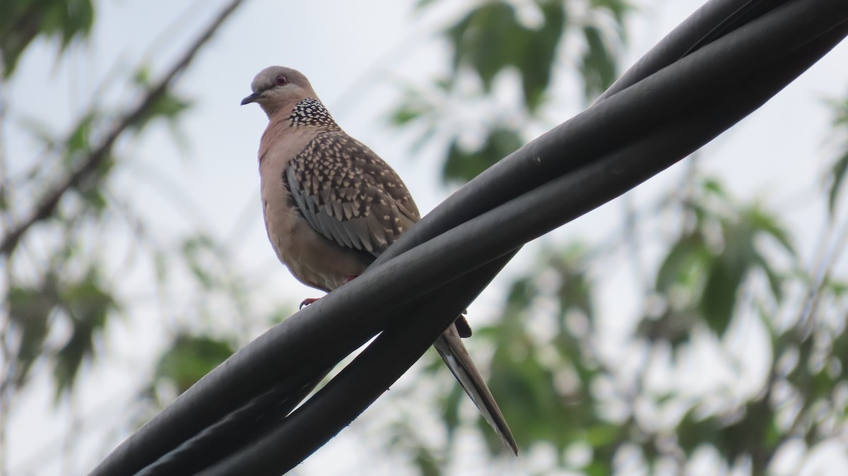 Spotted Dove - ML617874410