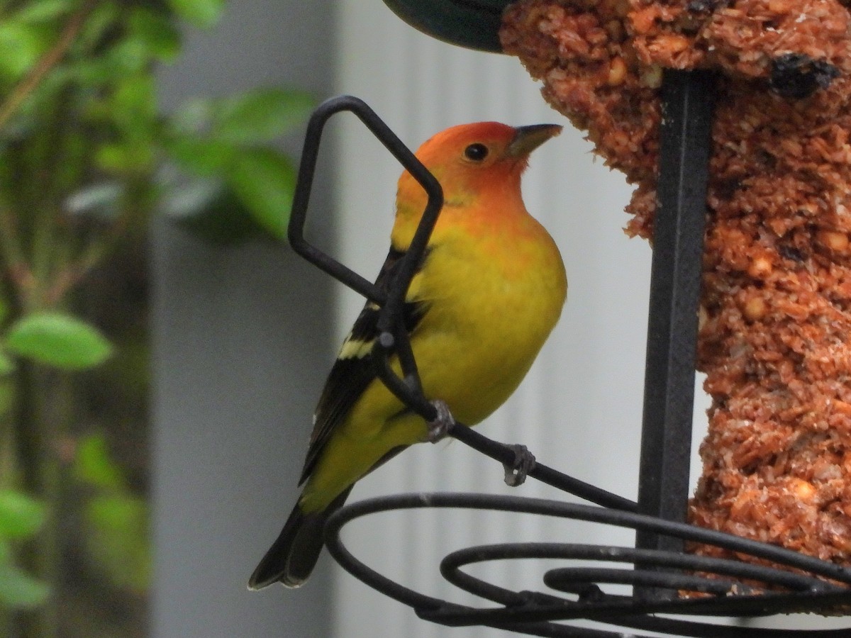 Western Tanager - ML617874419