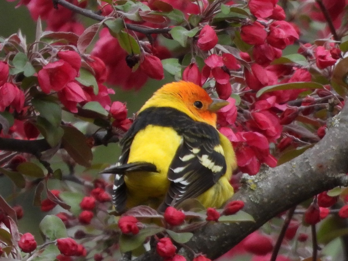Western Tanager - ML617874424