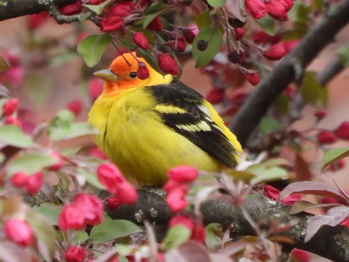 Western Tanager - ML617874499