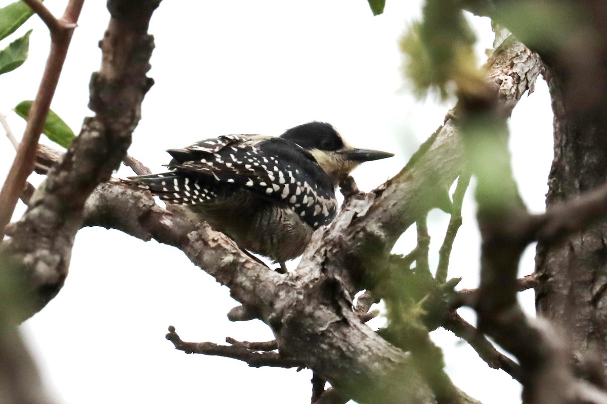 White-fronted Woodpecker - ML617874503