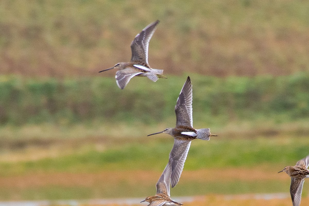 Long-billed Dowitcher - ML617874508