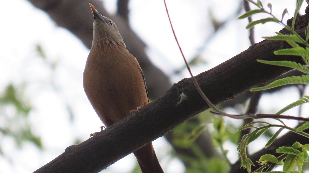 Chestnut-tailed Starling - ML617874563