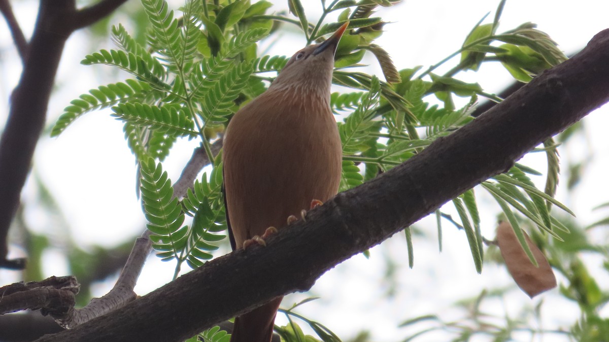 Chestnut-tailed Starling - ML617874564