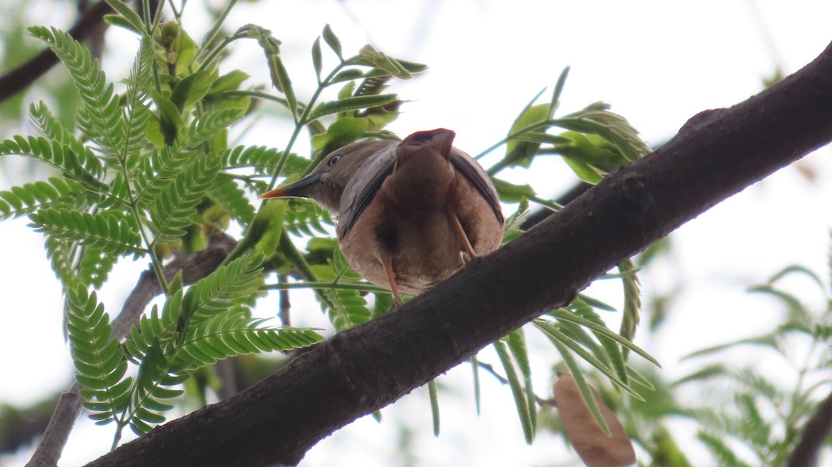 Chestnut-tailed Starling - Sunita Dighe