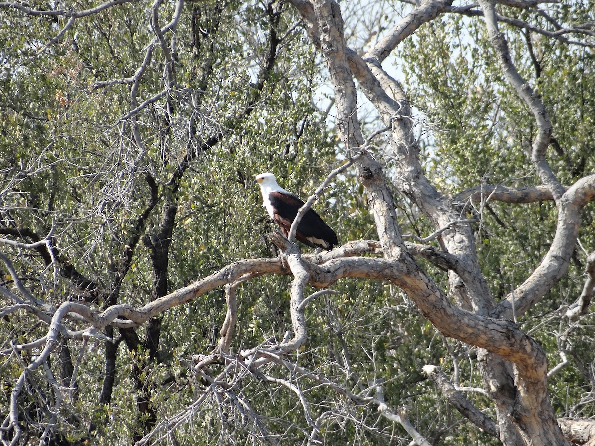African Fish-Eagle - ML617874568