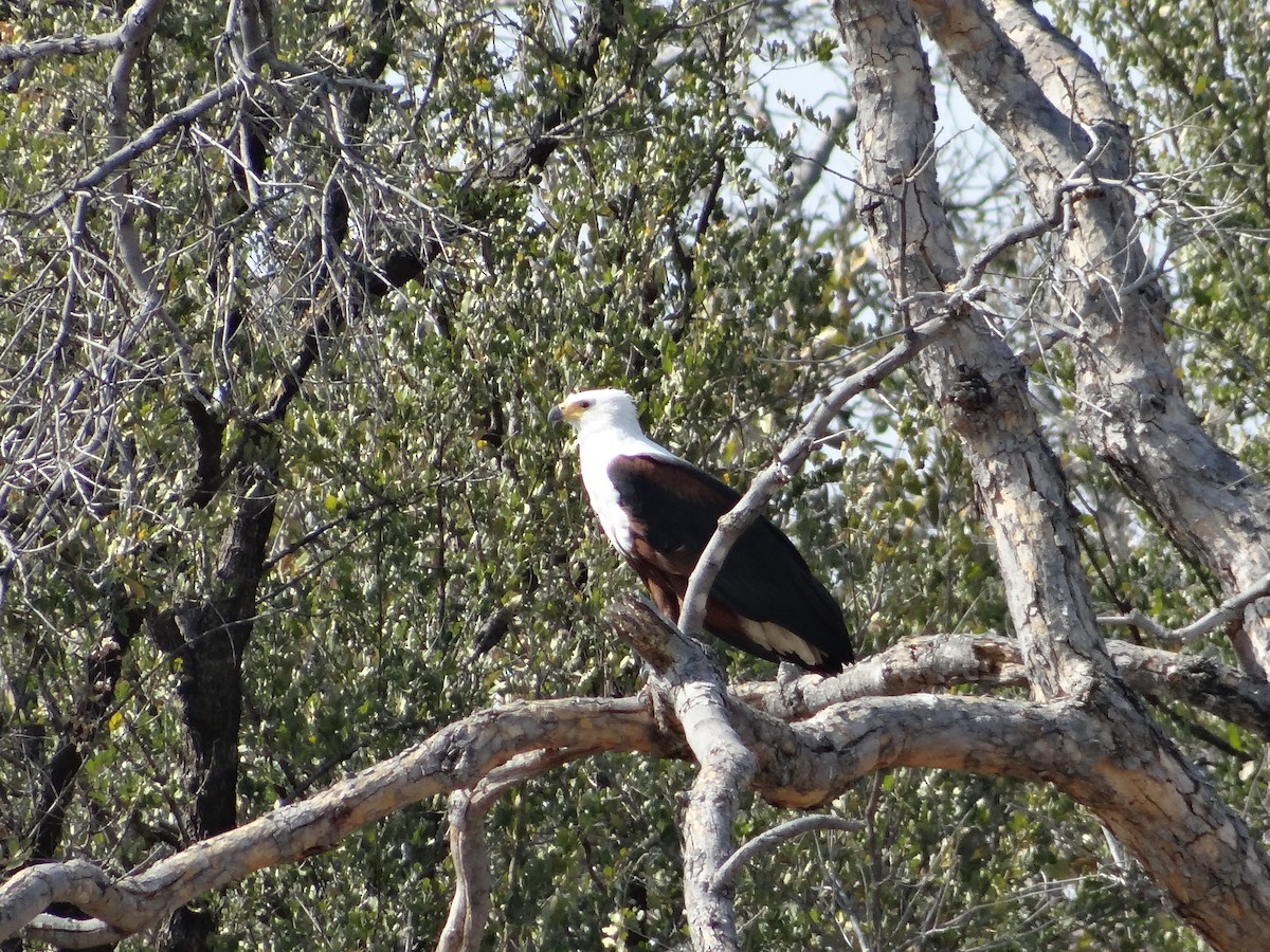 African Fish-Eagle - ML617874569