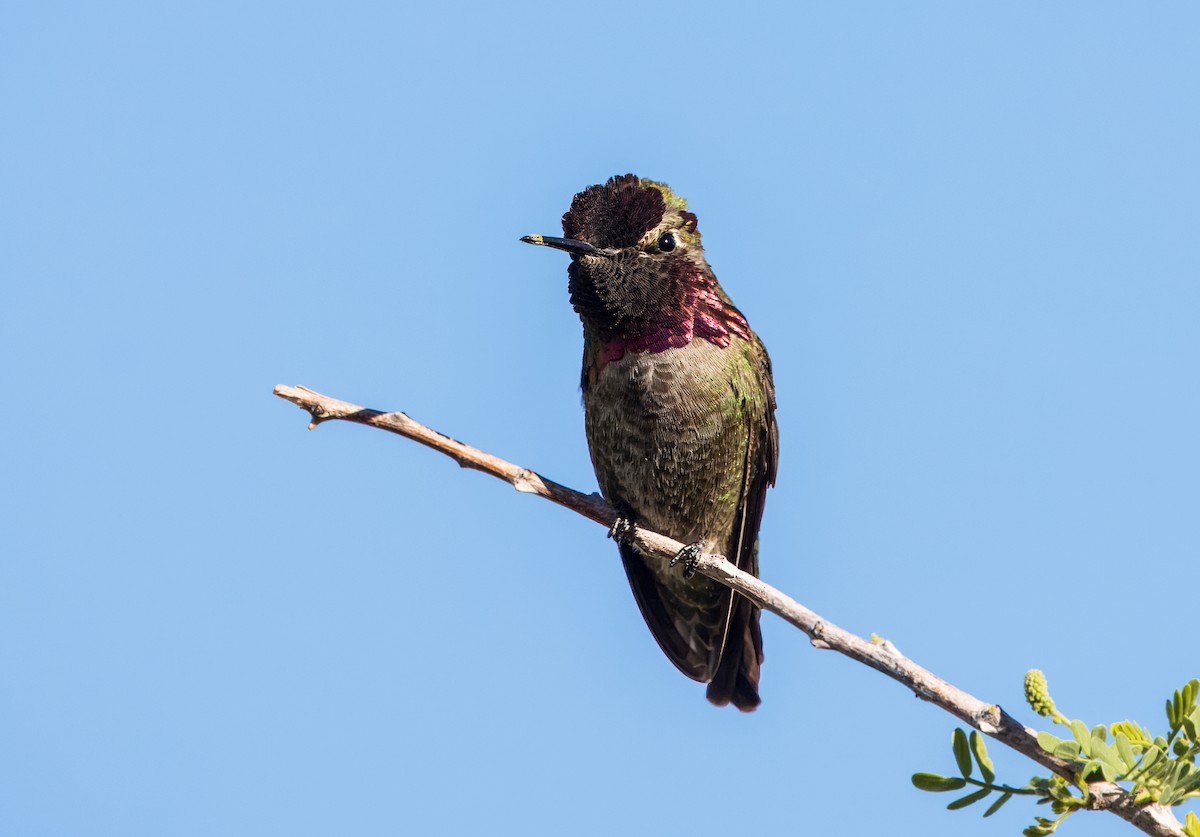 Anna's Hummingbird - ML617874571
