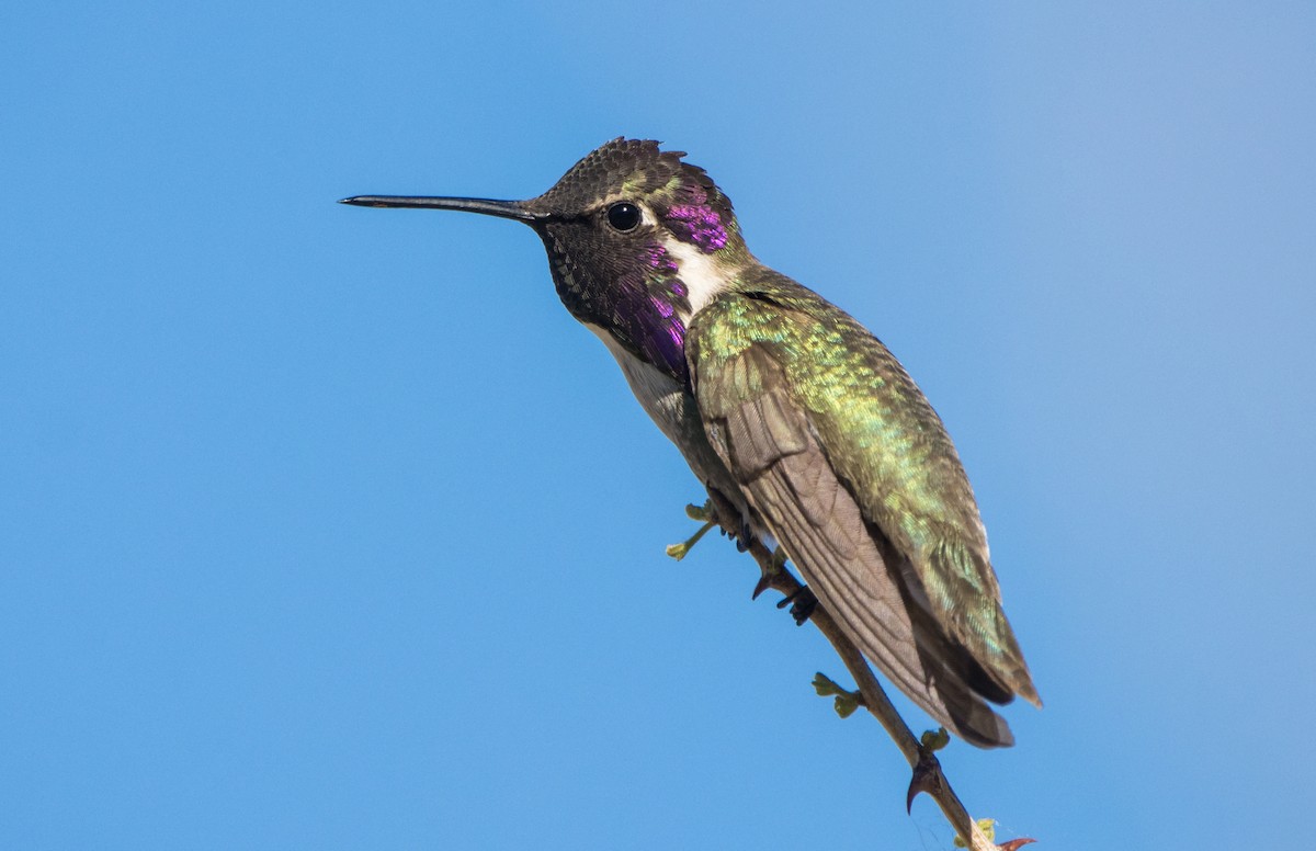 Costa's Hummingbird - ML617874577