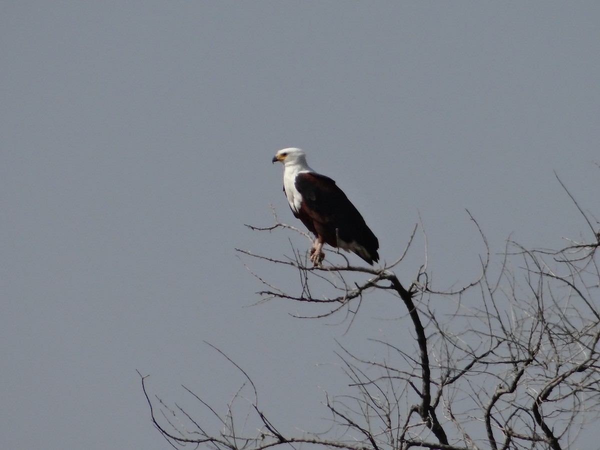 African Fish-Eagle - ML617874578