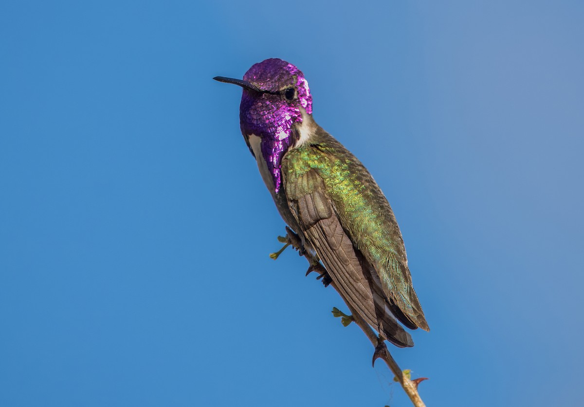 Costa's Hummingbird - ML617874580