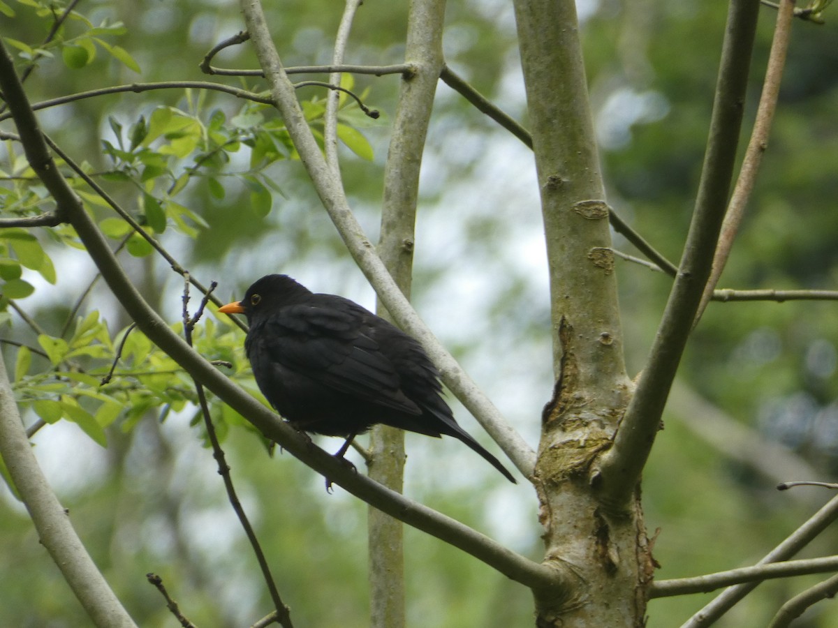 Eurasian Blackbird - c franzoia
