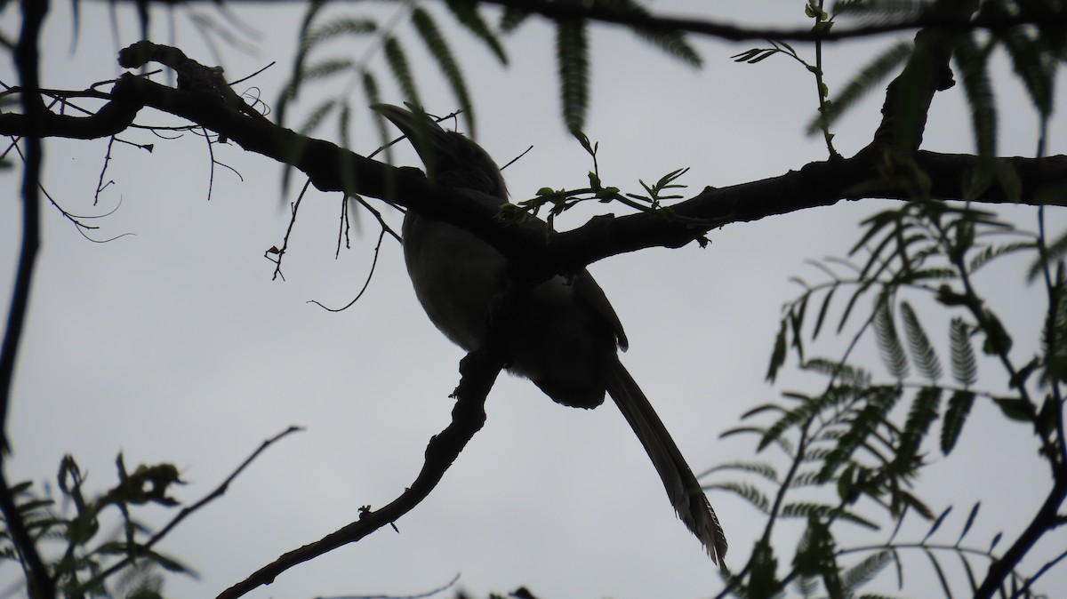 Indian Gray Hornbill - Sunita Dighe