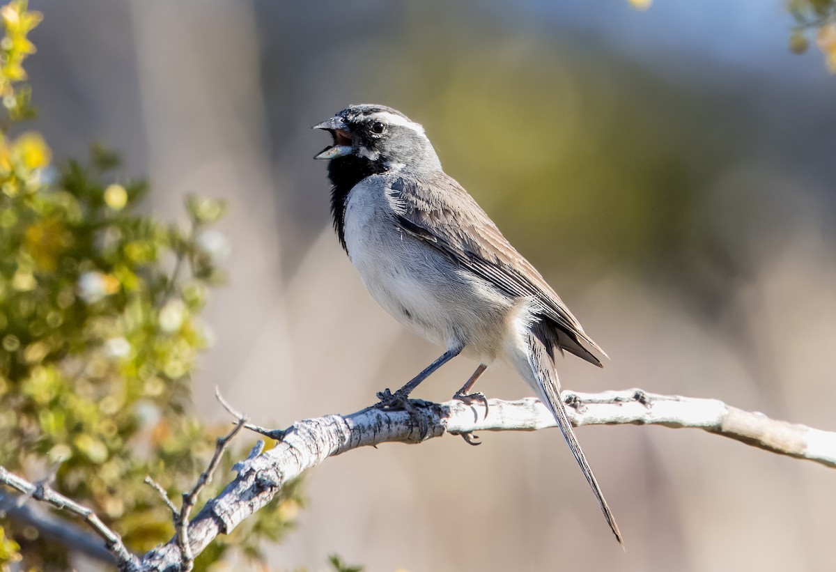 Black-throated Sparrow - ML617874648