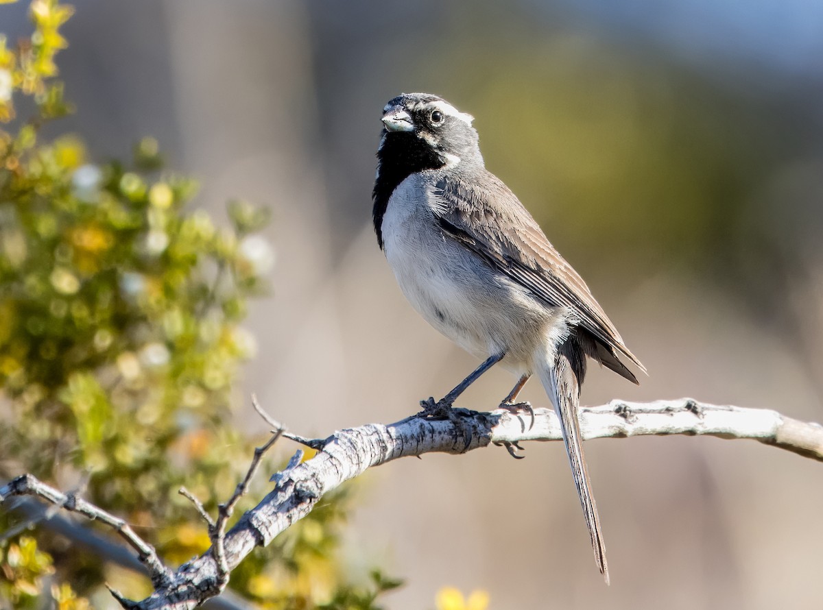Black-throated Sparrow - ML617874649