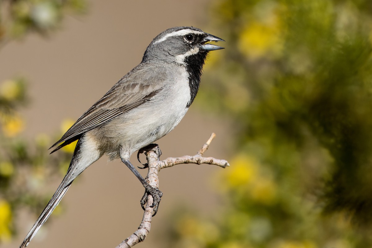 Black-throated Sparrow - Daniel Ward