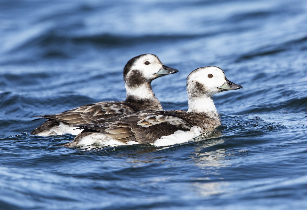 Long-tailed Duck - ML617874719