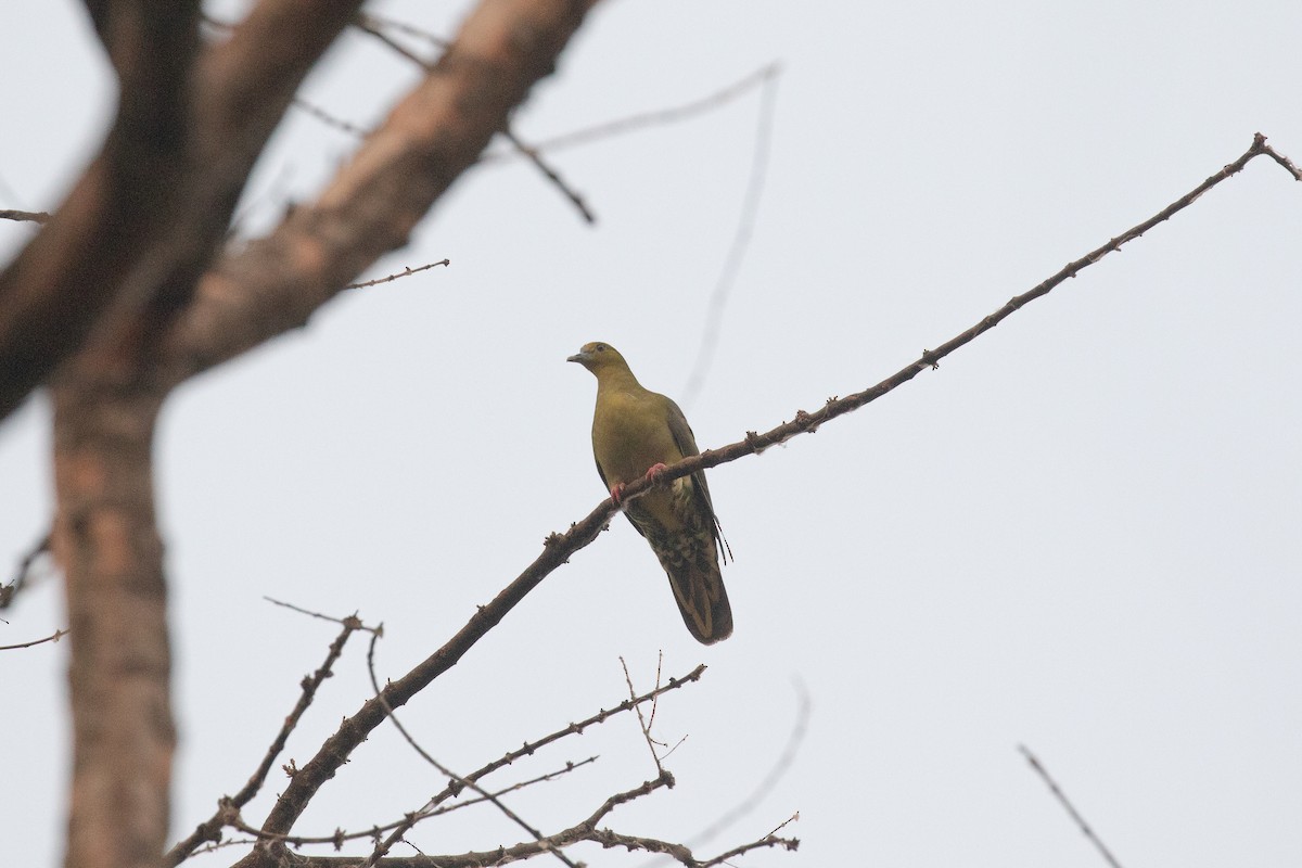 Wedge-tailed Green-Pigeon - ML617874720