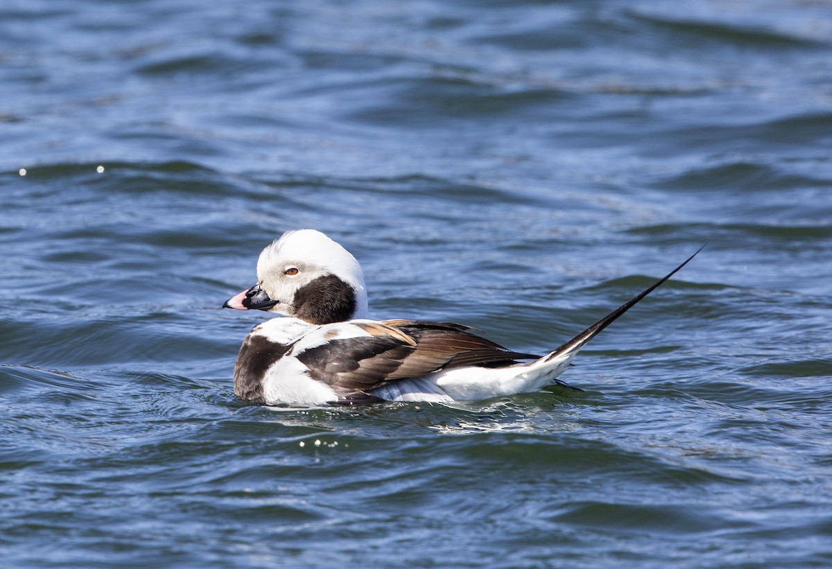 Long-tailed Duck - ML617874724