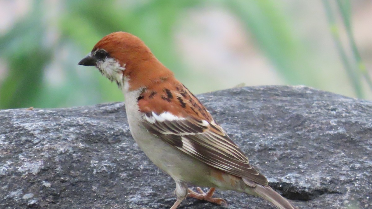 Russet Sparrow - Sunita Dighe