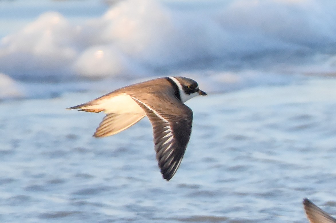 Semipalmated Plover - ML617874747