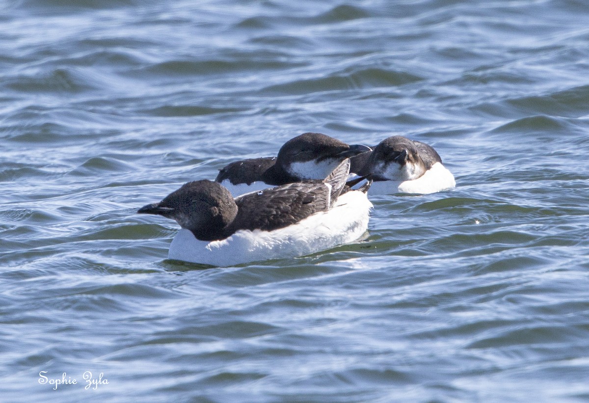 Thick-billed Murre - ML617874818