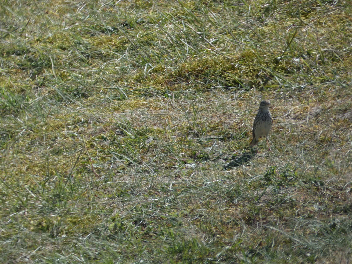 Meadow Pipit - c franzoia