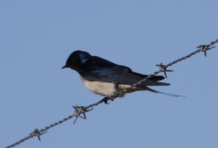 Barn Swallow - NM Gatward