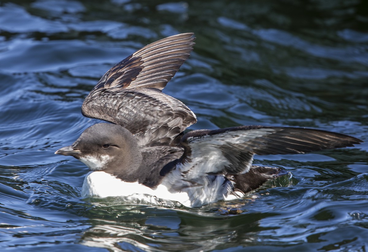 Thick-billed Murre - ML617874857