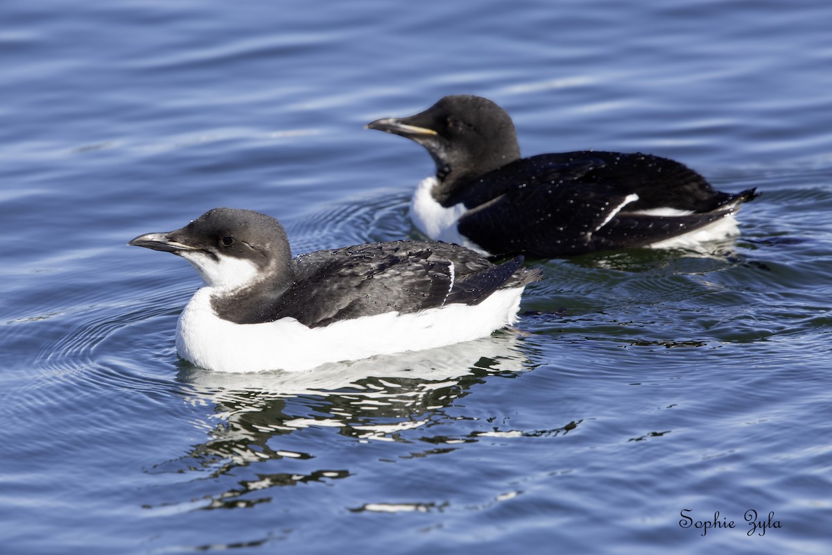 Thick-billed Murre - ML617874880