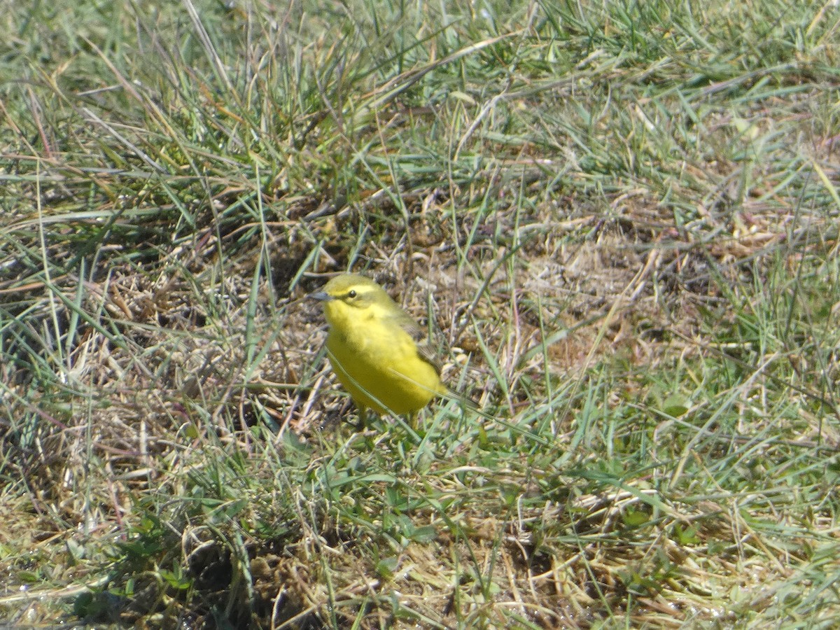 Western Yellow Wagtail - c franzoia